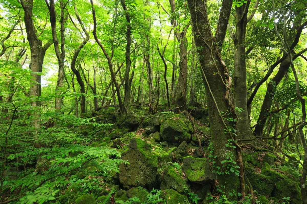화순곶자왈 - 제주도 여행