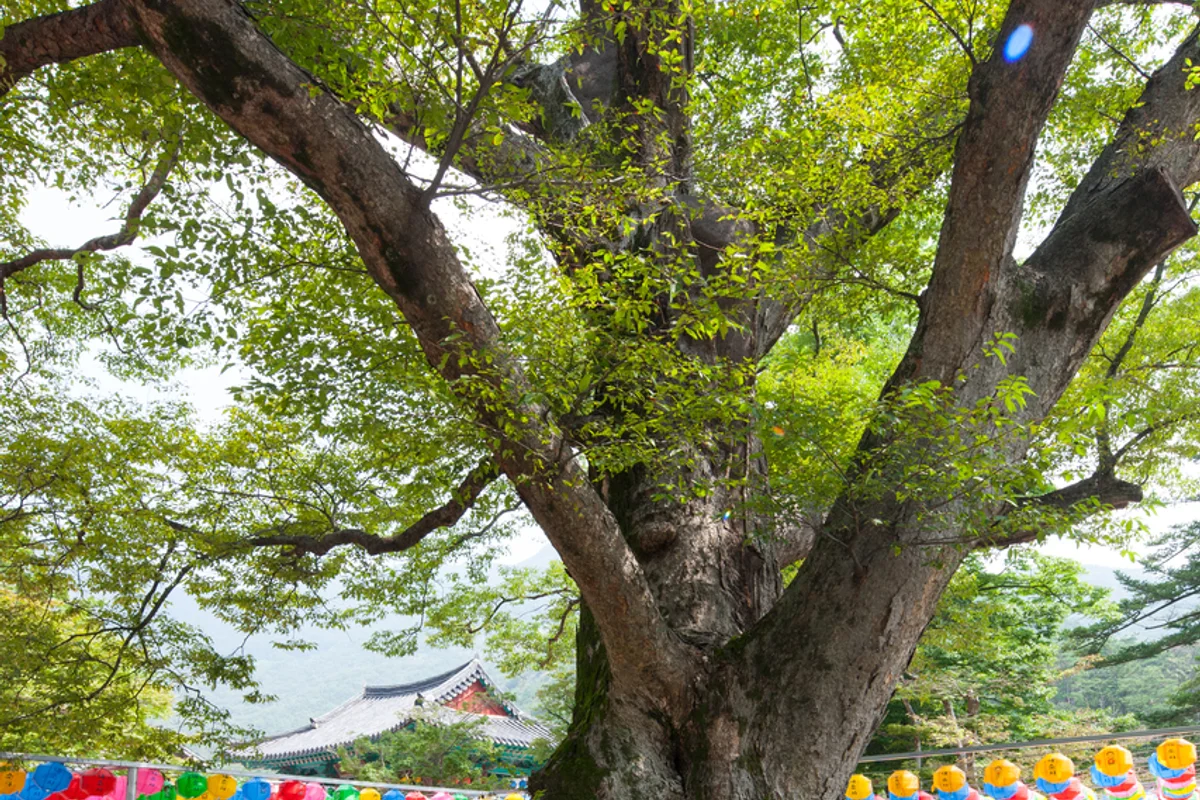 전나무숲길 - 강원도 여행