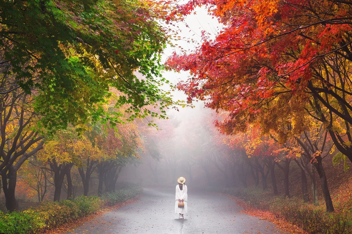 단풍나무 숲 - 충북 여행