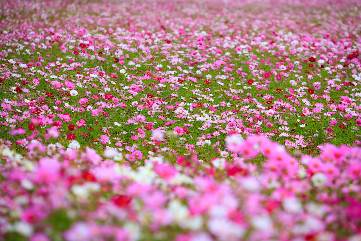 가을 축제 - 광주 여행