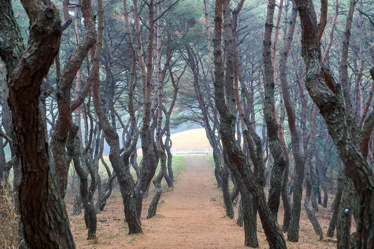 경덕왕릉 - 의성 여행